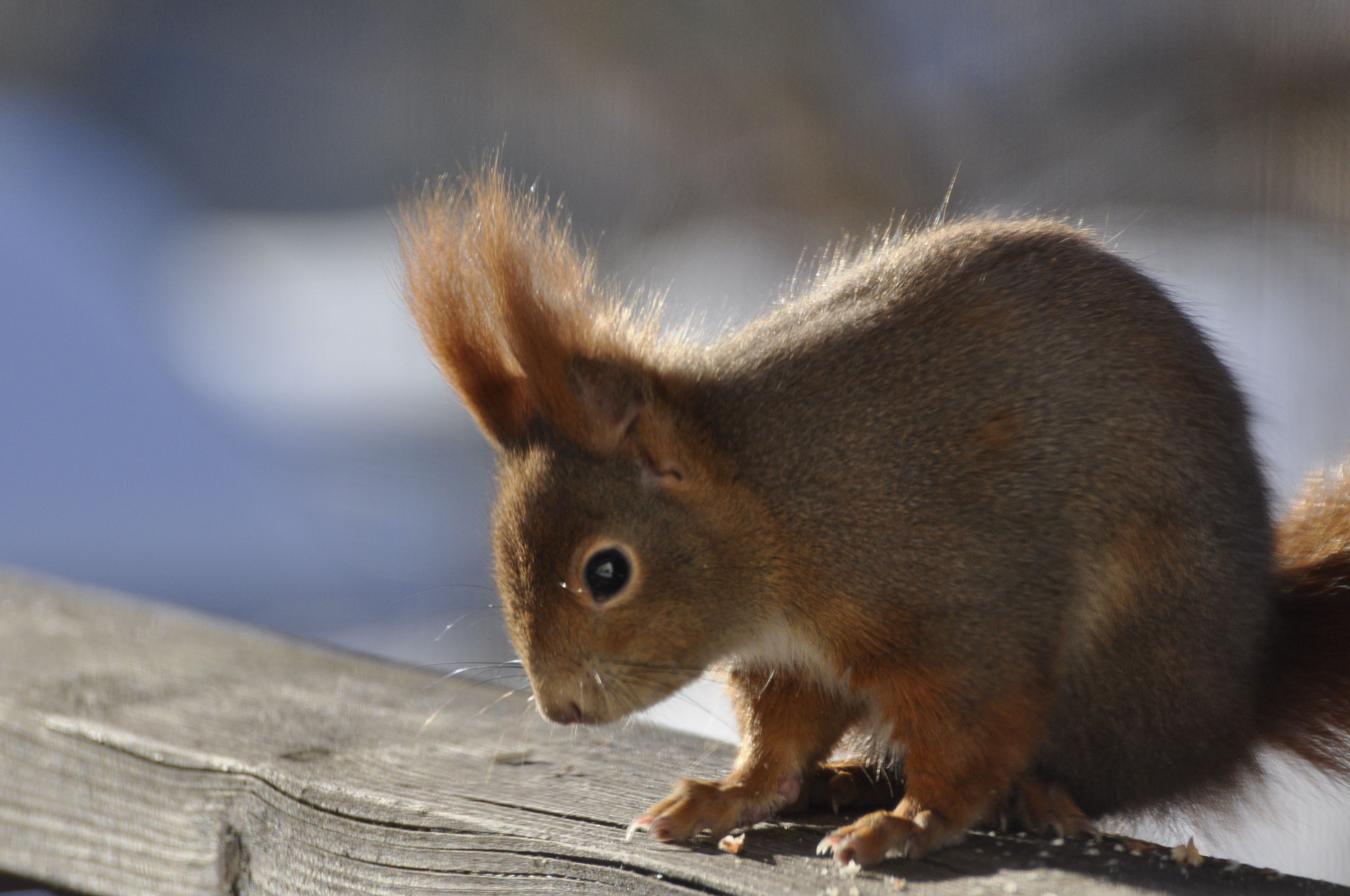 Tiere