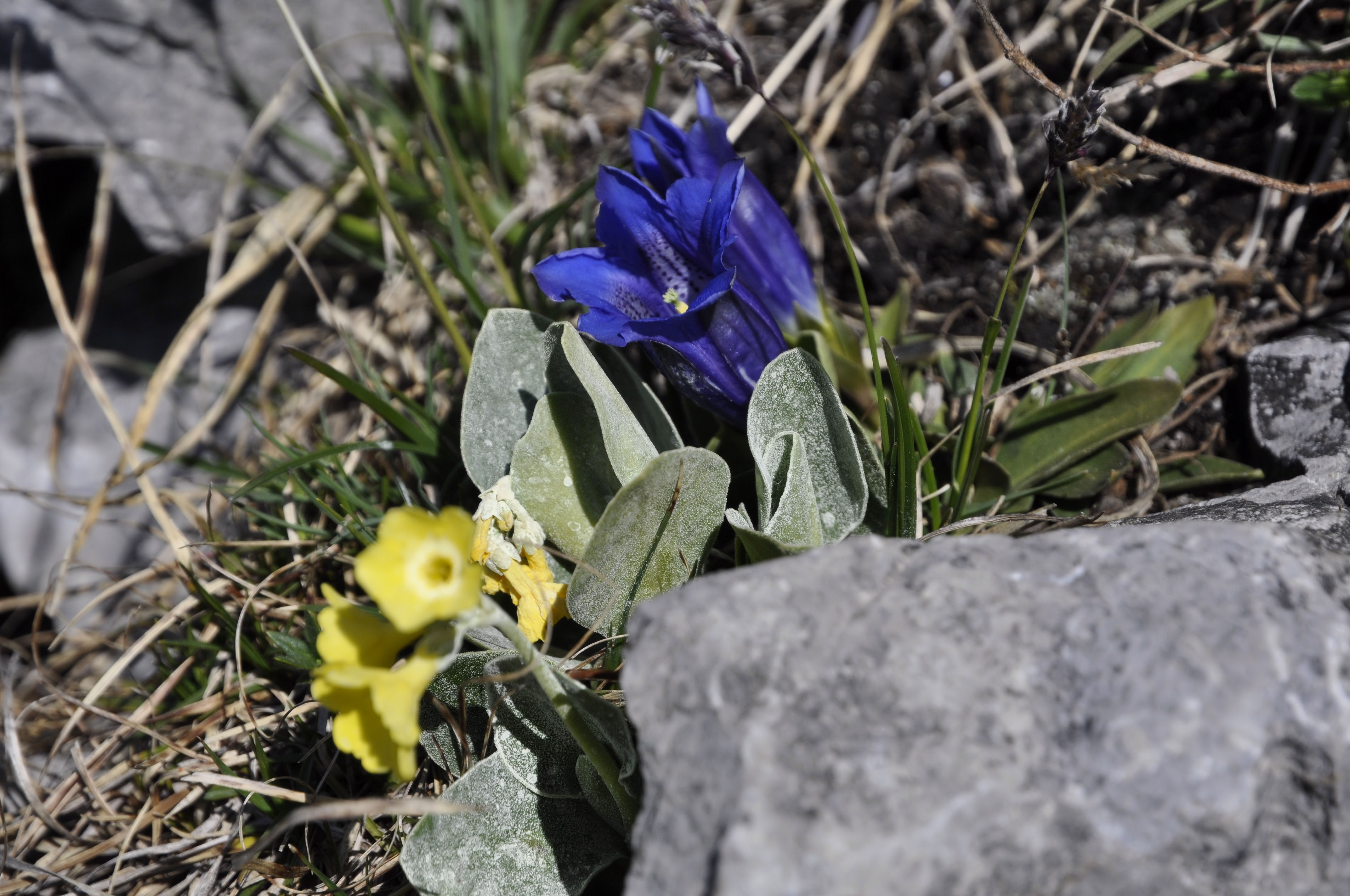 Blumen