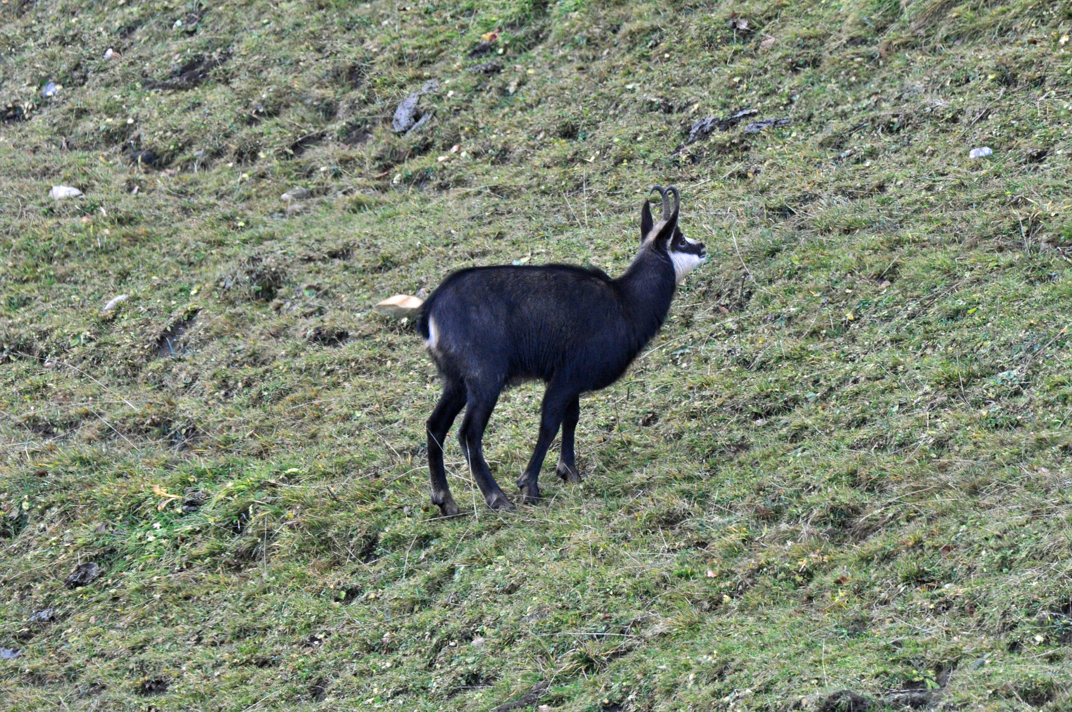 Tiere