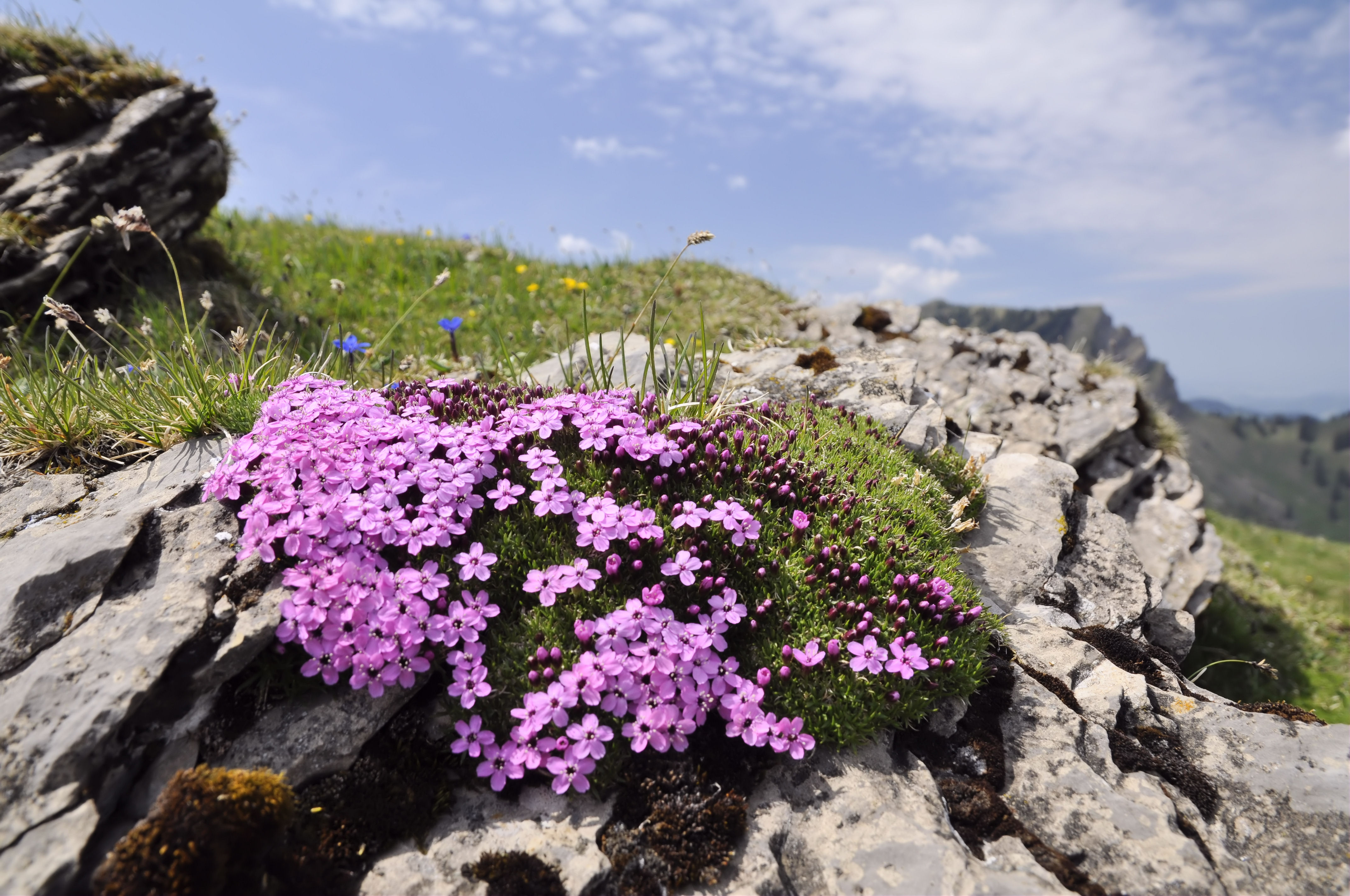 Blumen